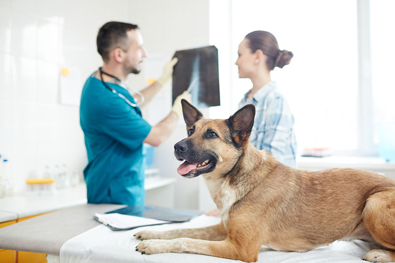 5 Common Pet Health Myths Debunked by Veterinarians