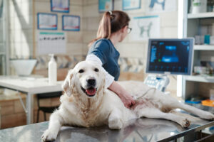 Protecting Your Pet Year-Round: Flea, Tick, and Parasite Prevention