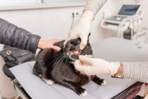 A Pet Owner’s Guide to Vaccinations: What You Need to Know