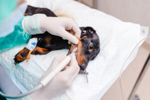 Understanding Pet Dental Care: Tips for a Healthy Smile