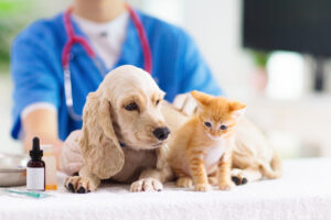 How to Prepare Your Home for a New Puppy or Kitten
